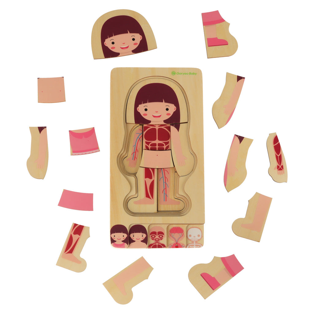 Dřevěné vrstvené puzzle – stavba lidského těla (dívka)